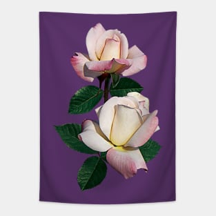 Roses - Pale Pink Rosebuds Variety Pristine Tapestry