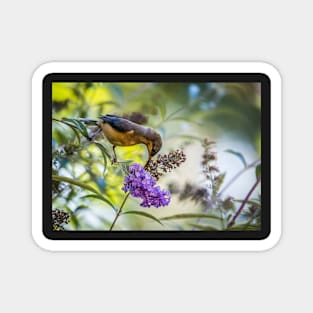 Eastern Spinebill with Buddleja Magnet