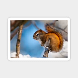 Red Squirrel Magnet