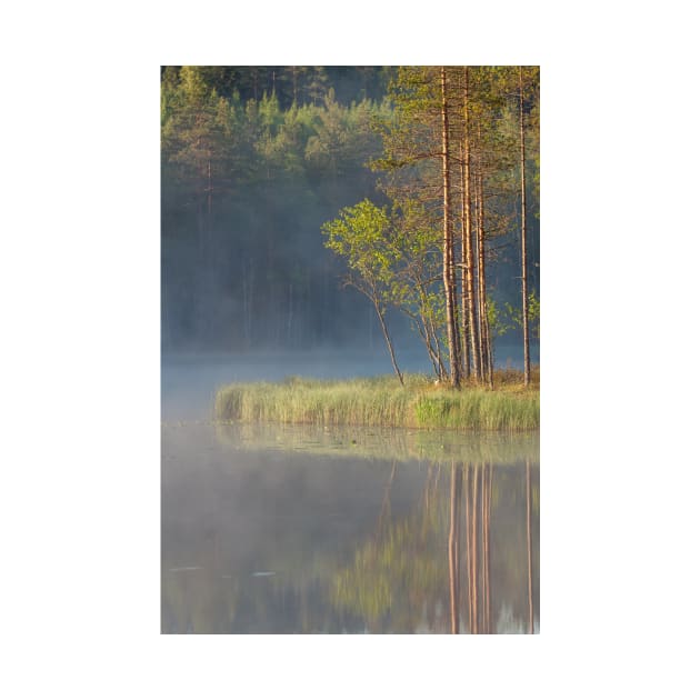 Forest reflecting to small lake at summer morning by Juhku