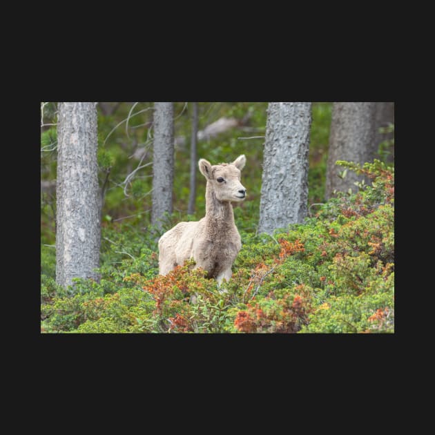 Bighorn Lamb by jvnimages