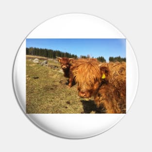 Scottish Highland Cattle Calf 1979 Pin