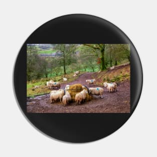 Sheep Feeding in the Brecon Beacons Pin