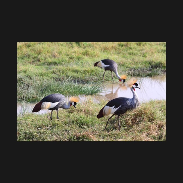 Grey Crowned Crane, Kenya by Carole-Anne