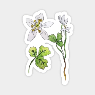 Goldthread Wildflower Anatomy Magnet