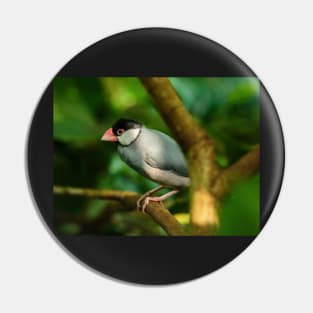 Java sparrow on a branch Pin