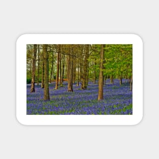 Bluebells Bluebell Woods Greys Court Oxfordshire UK Magnet