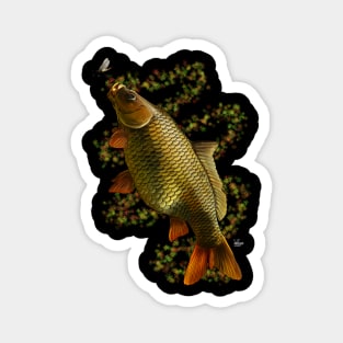 Carp Magnet