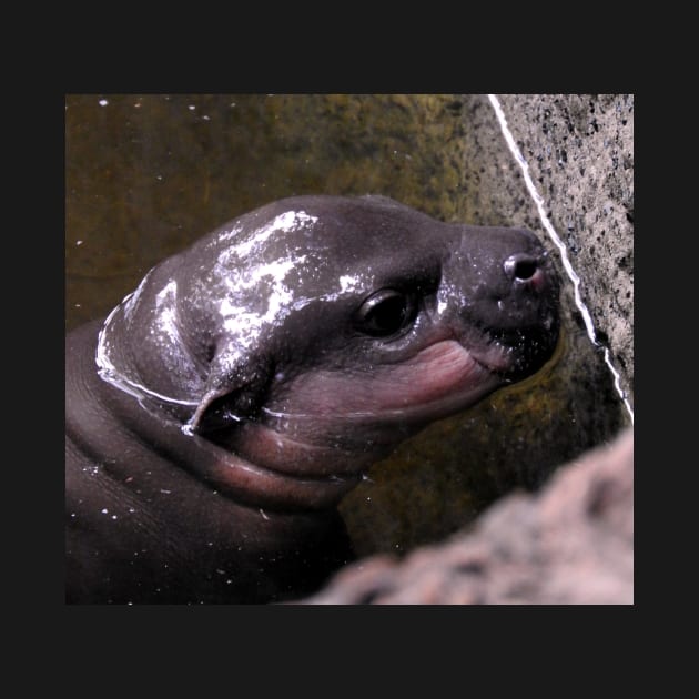 Baby Hippo by kirstybush