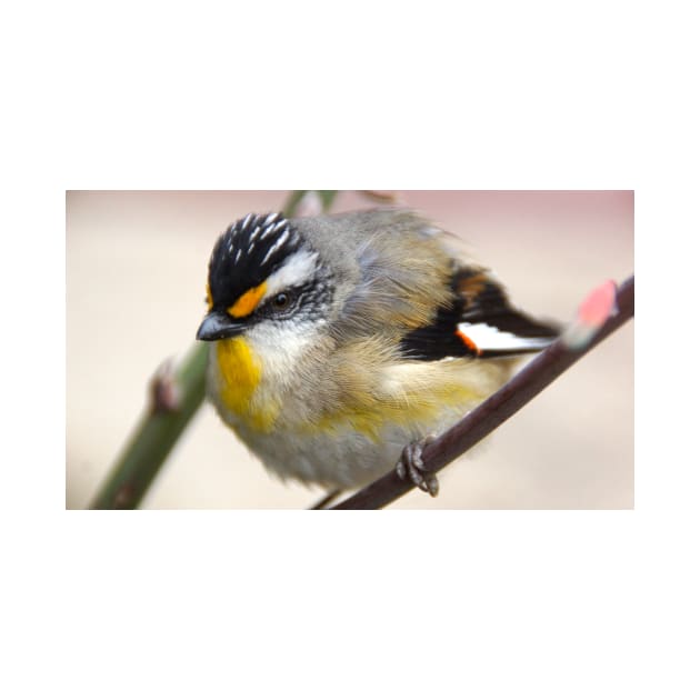 Striated Pardalote   - Adelaide Hills - Fleurieu Peninsula by South Australian artist Avril Thomas by MagpieSprings