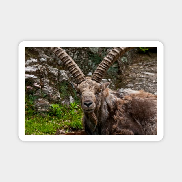 Ibex Magnet by jaydee1400