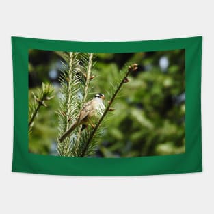 White crowned sparrow, birds, wildlife, nature, gifts Tapestry