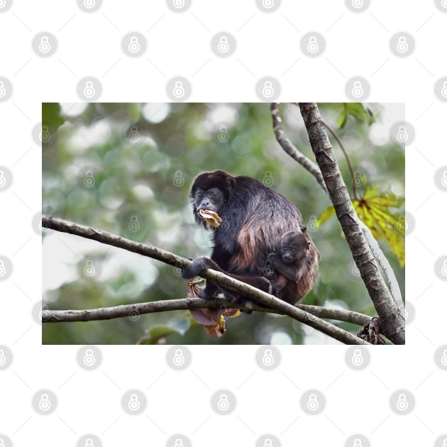 Howler monkey and baby by Jim Cumming