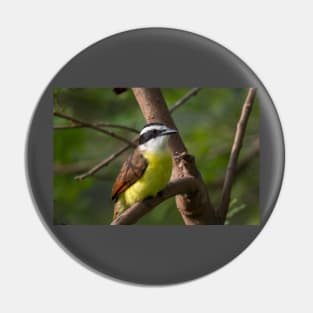 Great Kiskadee Perched Pin