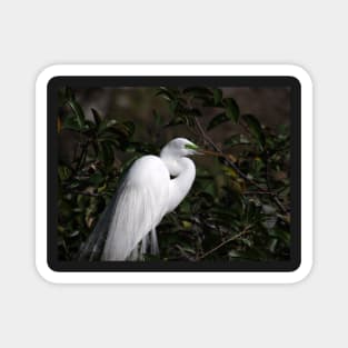 Great Egret with Breeding Colors and Plumes Magnet