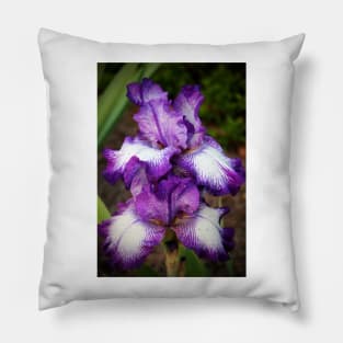 Purple And White Iris Pillow