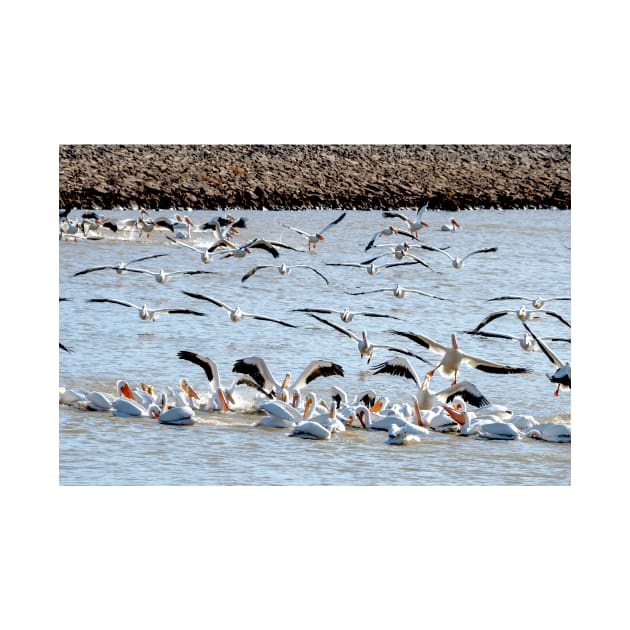 The Pelicans Found the Fish by Debra Martz by Debra Martz