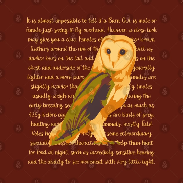 Barn Owl Information by Slightly Unhinged