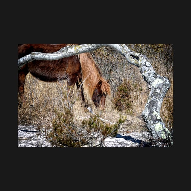 Lunchtime for Assateague Pony Gokey Gogo Bones by Swartwout