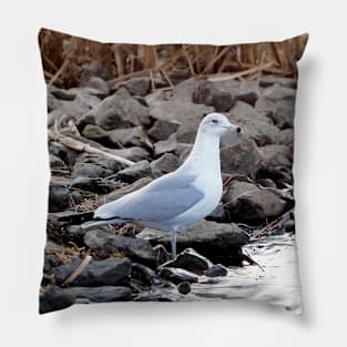 Gull Standing By The Water Pillow