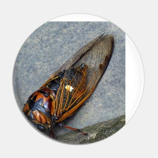 Cicada Pin