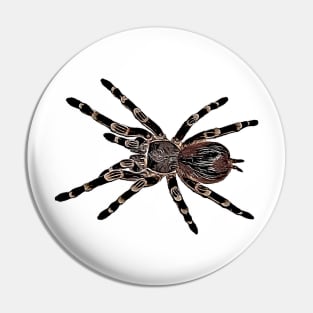 Acanthoscurria geniculata tarantula Pin