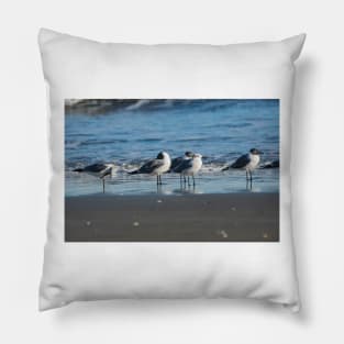 Laughing gull and California gull Pillow