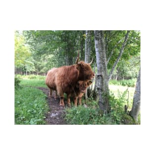 Scottish Highland Cattle Cow and Calf 1504 T-Shirt