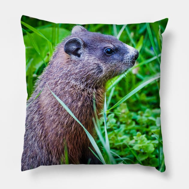 Groundhog in the Grass Photograph Pillow by love-fi