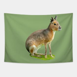 Mara or Patagonian Hare Tapestry