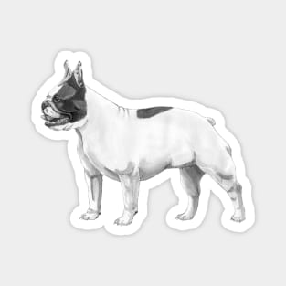 French Bulldog Magnet