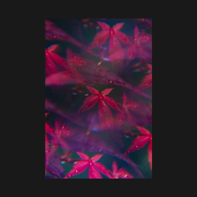 Japanese maple, or Acer, shot through a prisma by karinelizabeth