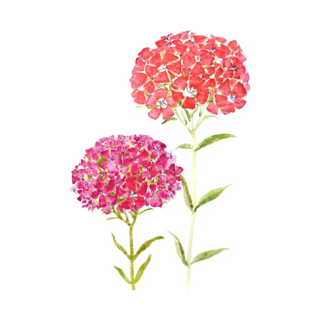red pink purple Sweet William flower by colorandcolor