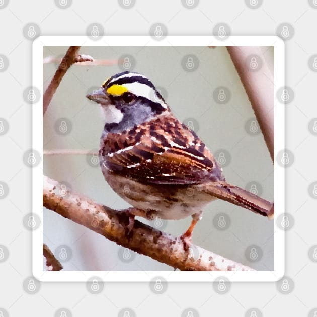 White Throated Sparrow Magnet by Glenn Landas Digital Art