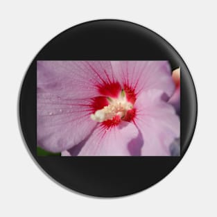 Hibiscus, purple, flower, pistil Pin