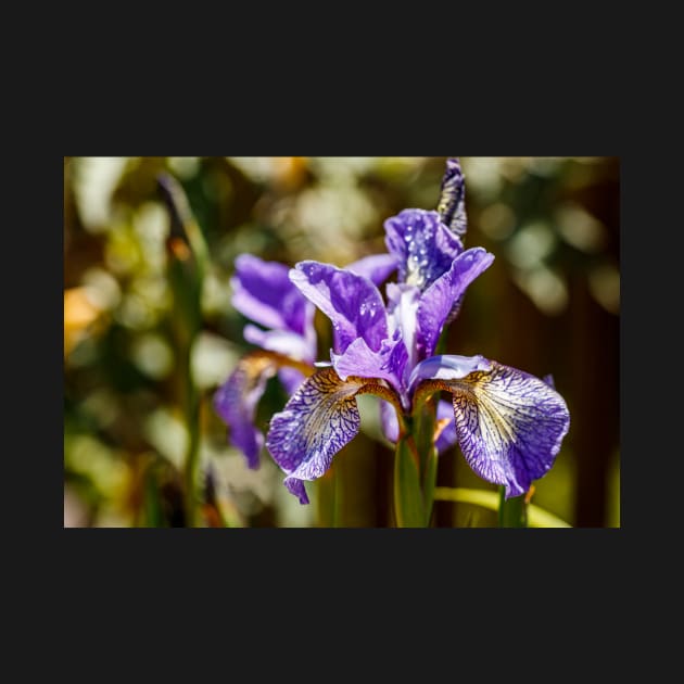 Blue Siberian Iris by blossomcophoto