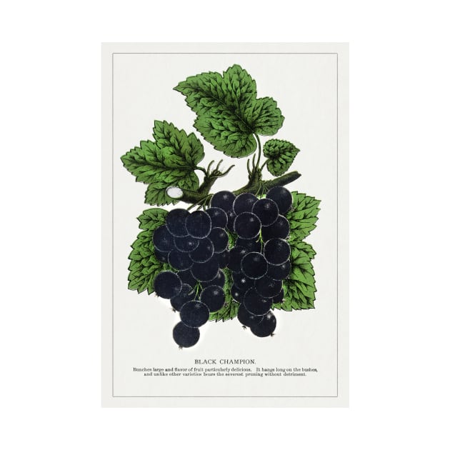 Black Champion Currants Lithograph (1900) by WAITE-SMITH VINTAGE ART