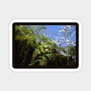 snowy Oregon ferns in trees Magnet