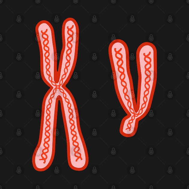 X and Y Chromosomes by labstud