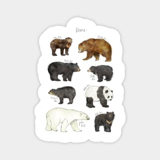 Bears Magnet