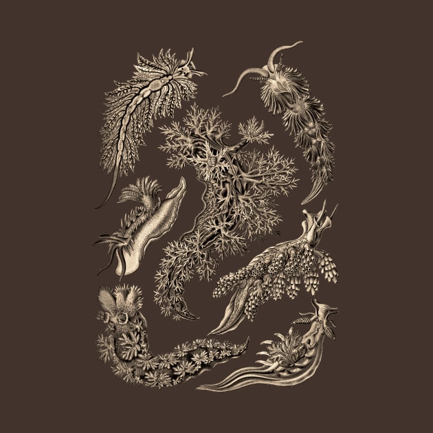 Ernst Haeckel Nudibranchia Sea Slug Wenge by Scientistudio