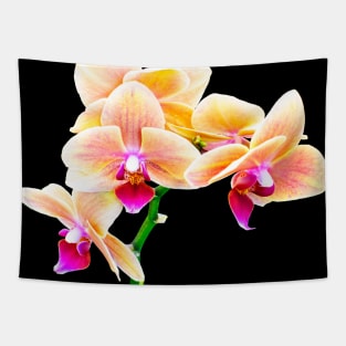 Orchid Tapestry