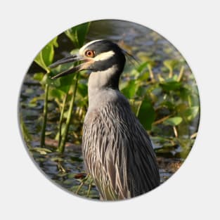 Yellow-crowned Night Heron Pin