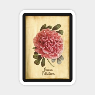 Peony, vintage Magnet