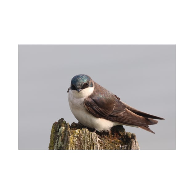 An Extremally Good-Looking Tree Swallow by Judy Geller