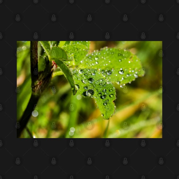 Raindrops on a wild rose leaf by heidiannemorris