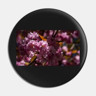 Pink Cherry Blossom Pin