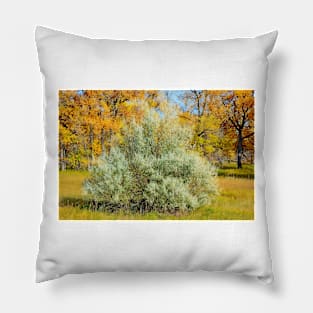 Cherry Creek Trail Study 2 Autumn Pillow