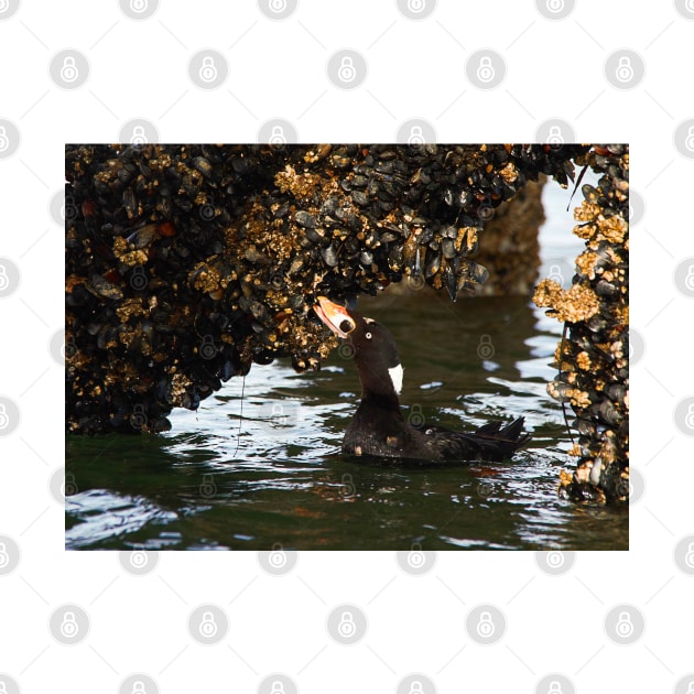 Surf Scoter Seaduck Feeding on Mussels at Low Tide by walkswithnature