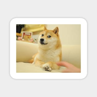 Doge Magnet